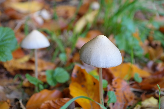 How Long Do Shrooms Stay in Your System?