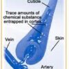 anatomy of hair