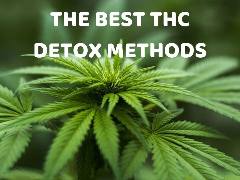 THE BEST THC DETOX METHODS