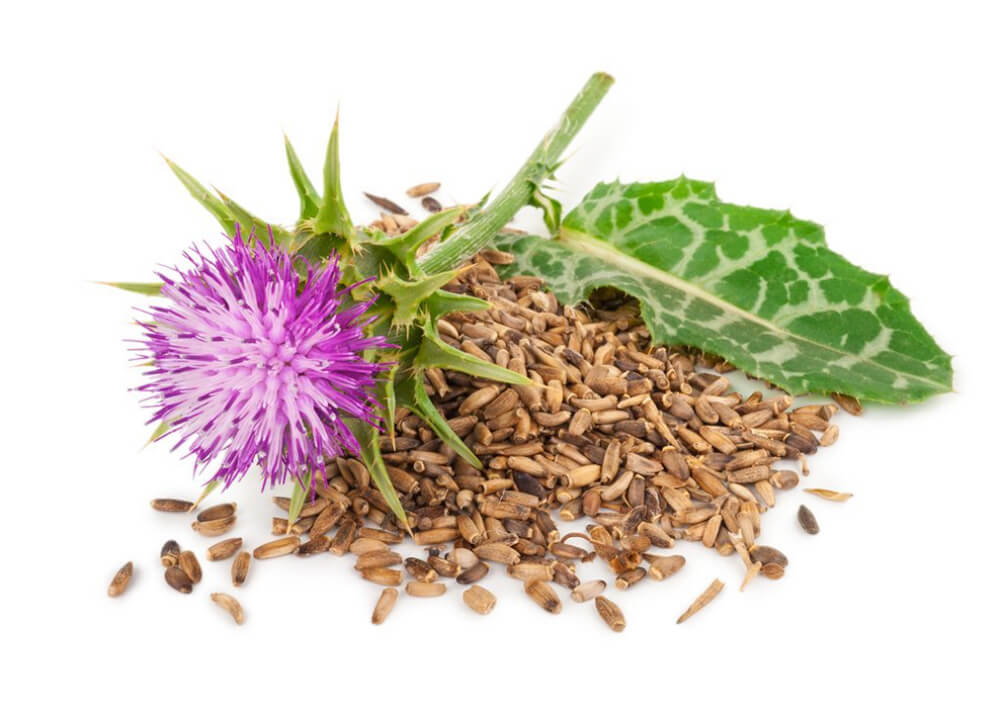 Milk Thistle for Drug Test